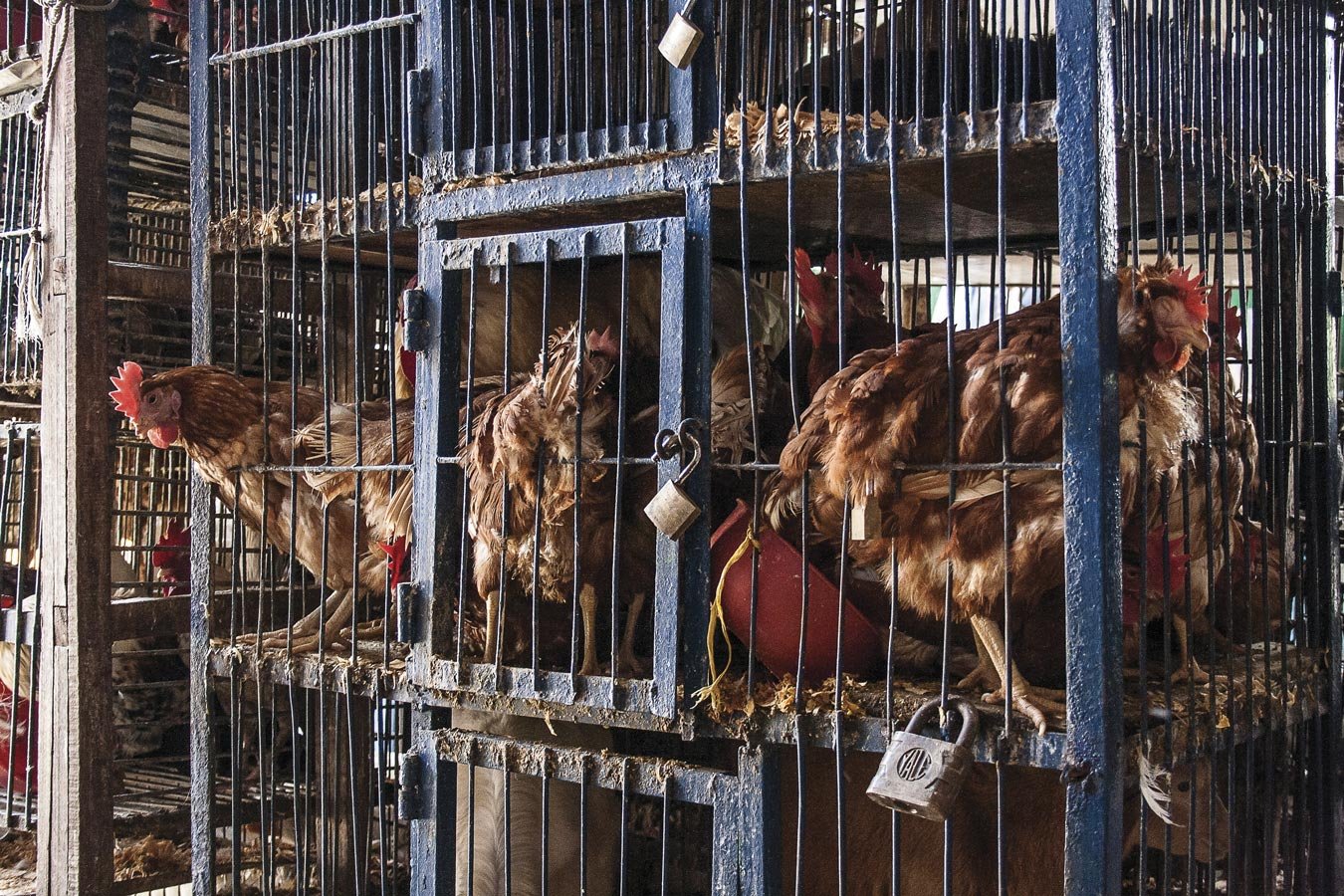 UC97-gallinas